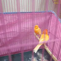 جفت قناری کار داده