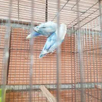 یک جفت کوتوله خوشرنگ