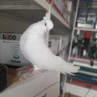 سفید نوک جم کاکولی|پرنده|میانه, |دیوار