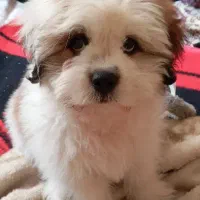 واگذاری توله شیتزو سوپر فلت