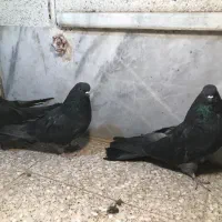 کفتر کشیده بلند