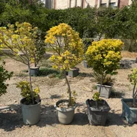 شمشاد طلایی (پایه دار)