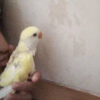 جوجه کوتوله دستی|پرنده|کرمان, |دیوار