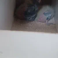 پرنده|پرنده|سبزوار, گلشن|دیوار