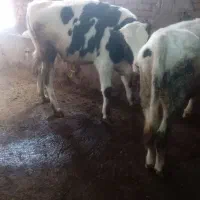 ۲راس گوساله نر|حیوانات مزرعه|ثمرین, |دیوار