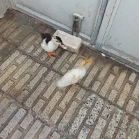 طوطی