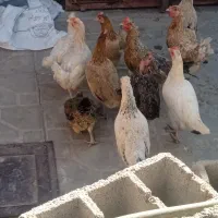 11عددمرغ محلی|موش و خرگوش|نرماشیر, |دیوار