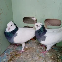 کبوترطوقی|پرنده|کازرون, |دیوار