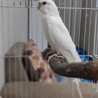 عروس آلبینو|پرنده|تهران, دولاب|دیوار