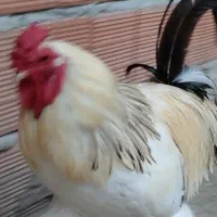 خروس برهما