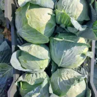 کاهو ایسبرگ دزفول نو بر|خدمات باغبانی و درختکاری|آستارا, |دیوار