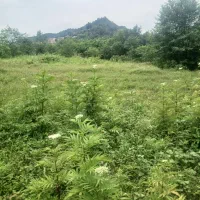 کشکو زمین. گلخانه کشاورزی. دامداری|فروش دفتر صنعتی، کشاورزی، تجاری|تنکابن, |دیوار