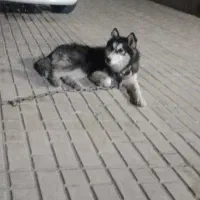 توله سگ هاسکی