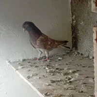 کفتر نر زمانی بشرط ساعت سنگین|پرنده|وحیدیه, |دیوار