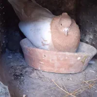 جفت نرو ماده قیمت ۱۶۰۰