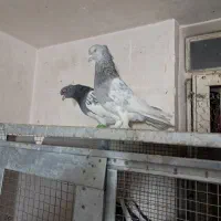 شهری بهبونی|پرنده|شیراز, جوادیه|دیوار