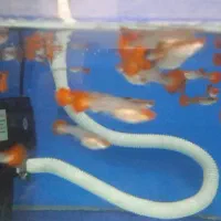 ماهی کوپی کوی توکسیدو