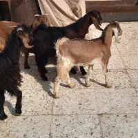 ۴ عدد بز چنبیش