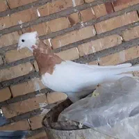 کفتر طوقی سرخ کفتر طوقی زرد کفتر پلاکی صید پرشی