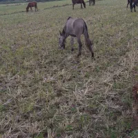 یک راس  قاطر|حیوانات مزرعه|چوبر, |دیوار