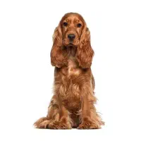 فروش سگ اسپانیو