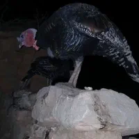 دو عدد بوقلمون یه نر یه ماده دونه ای دوملیون|حیوانات مزرعه|مسجد سلیمان, |دیوار