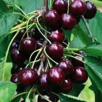 نهال انواع گیلاس تکدانه، زرد، خوشه‌ای