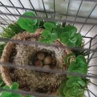 جوجه سهره|پرنده|خرمدره, |دیوار