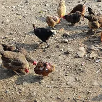 مرغ محلی و گردن گلابی16تا