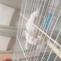 عروس هلندی جفت