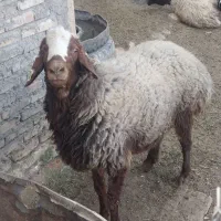 بره قوچ دورگه شال وافشار