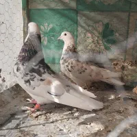 کبوتر|پرنده|بیرجند, |دیوار