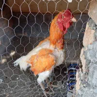 خروس لاری افغان|حیوانات مزرعه|ایرانشهر, |دیوار