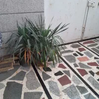 دوعدد گلدان گل هستن به علت جا به جایی بفروش میرسن