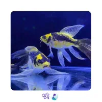 ماهی کوی سوپرباله مایان