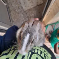 خرگوش|موش و خرگوش|زرندیه, |دیوار