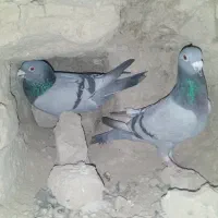 کبوتر خوب مسافتی