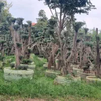 طلای سبز|خدمات باغبانی و درختکاری|بندرعباس, |دیوار