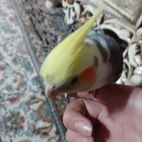 عروس هلندی دوتا نر سخنگو|پرنده|شیراز, هفت تنان|دیوار