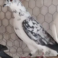 کبوتر پرشی عطیقه