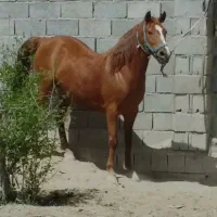 اسب|اسب و تجهیزات اسب‌سواری|اصفهان, عباس‌آباد|دیوار