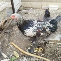 مرغ و خروس