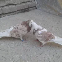 3جفت سرور پرشی و زیبا