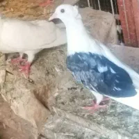 کبوتر سفید مهر کاکولی سالار و یه کت کاکلی|پرنده|فردیس, شهرک ناز|دیوار