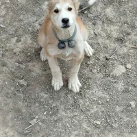 یک عدد توله سگ سرابی|سگ|اسفرورین, |دیوار