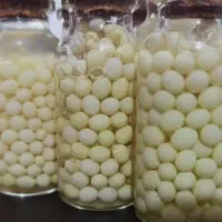 خاویارحلزون