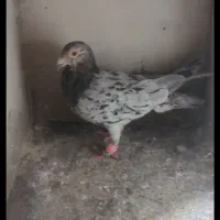 کبوترفروشی|پرنده|بوئین زهرا, |دیوار