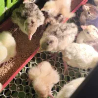 دستگاه جوجه کشی ققنوس هزار عددی