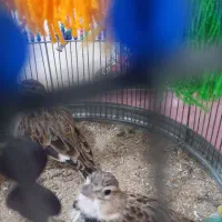 قناری|پرنده|بندر امام خمینی, |دیوار