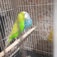 مرغ عشق|پرنده|سرایان, |دیوار